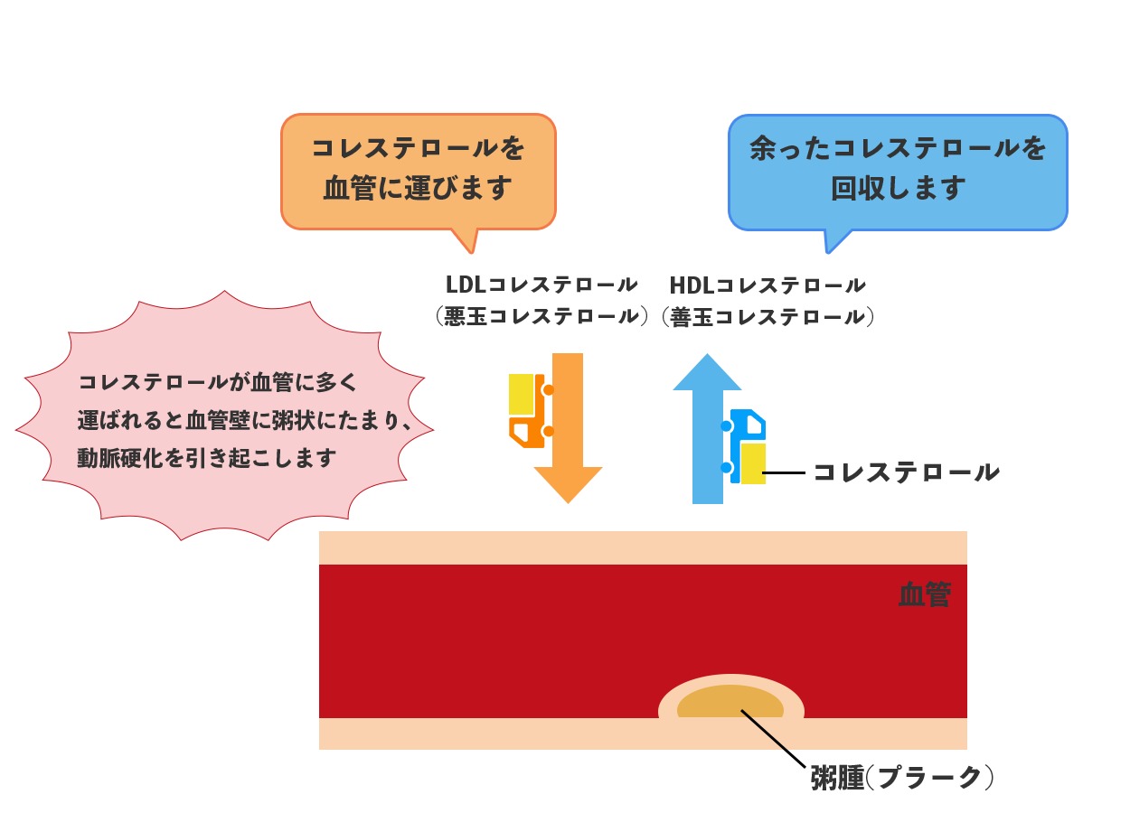 LDL・HDLコレステロールについて