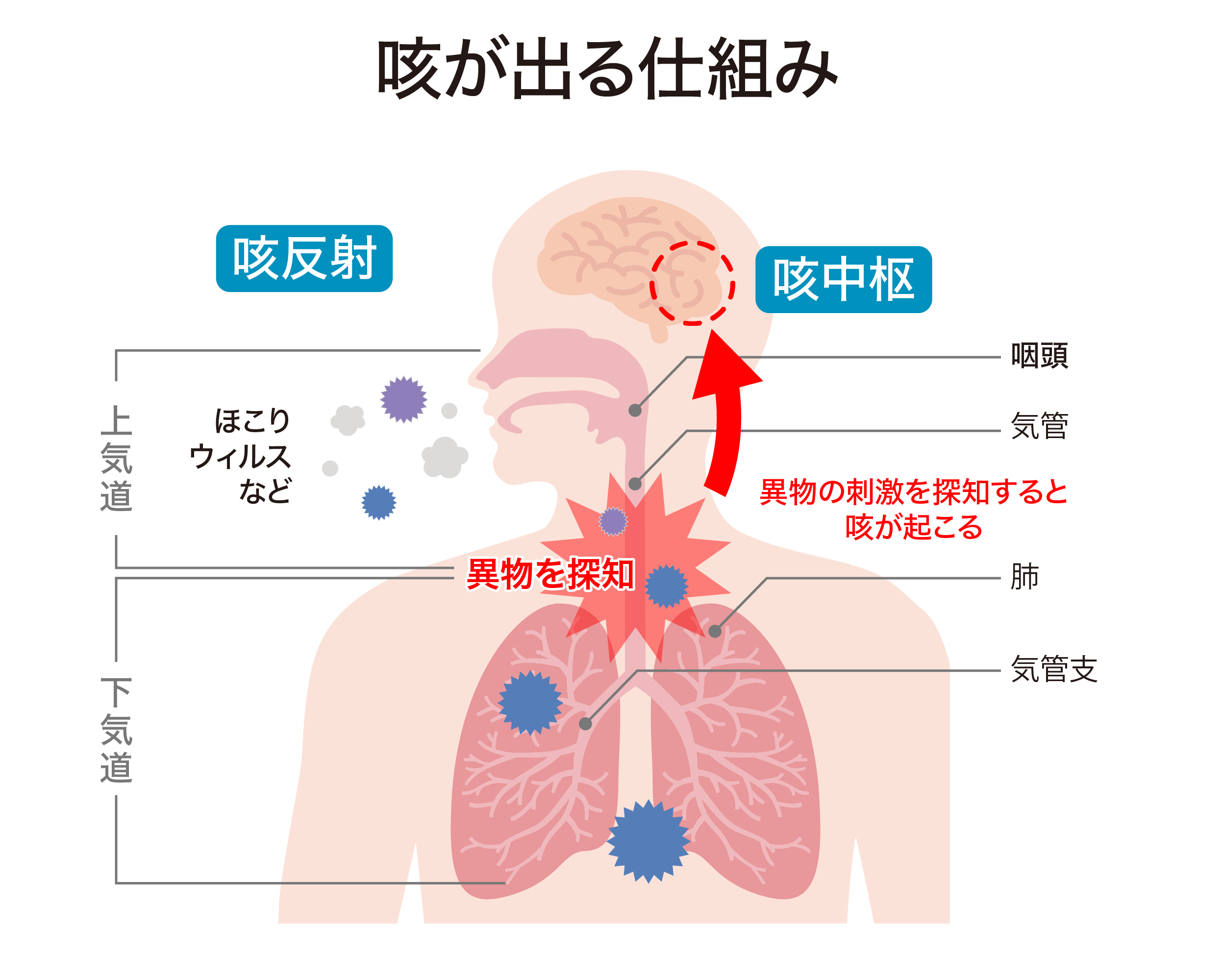 咳がでる仕組み